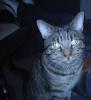 Verschmuster Kater sucht Liebevolles zuhause