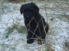 Briard-Welpen in noire (schwarz)