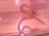 hallo tausche meinen amelanistic striped bock