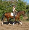 Suche Reitbeteiligung in Herford und Umgebung