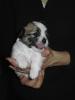Havaneserwelpen aus Topzucht,  nichthaarende Hunde