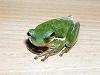biete 2 amerikanische laubfrösche (hyla cinerea)
