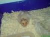 teddyhamster hamster wer will auch mit zubehör großem käfig usw