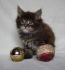 Maine Coon Babys,  verschmuste kleine Babys suchen liebevolles zu Hause