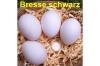 BRESSE schwarz,  Bruteier,  seltene Hühnerrasse 