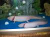 2 Albino- Axolotl mit Aquarium (128L) zu verkaufen
