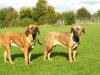 Fila Brasileiro Hündinnen