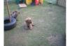 Briard-Welpen fauve