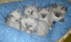 LockenKitten aus Selkirk-Rex* Selkirk Rex Verpaarung