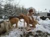 tolle american bulldog mix welpen