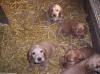 süße English Cockerspaniel Welpen