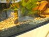 Procambarus Aleni /  blauer Floridakrebs