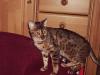 Bengal Kitten rosetted/ snow