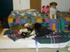 Colliewelpen-11 Wochen alt-Rüde und Weibchen
