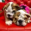 Englisch Bulldoggen Welpen suchen ein Zuhause