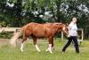 Deckhengst   A Smokin Little Gun   (AQHA &APHA)