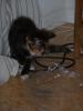 Liebe 4 farbige Katze abzugeben