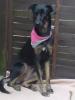 Phebe,  1 1/ 2 Jahre jung,  sucht sehr dringend liebevolles zu Hause...