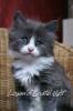 *Lieber,  verschmuster Maine Coon Babykater zu verkaufen*