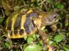 STUTTGART  Landschildkröten aus Hobbyzucht 2009