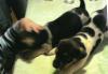 Verkaufe reinrassige Jack Russell Welpen