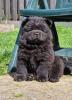Schwarze Chow Chow Welpen