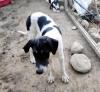 Linda sucht ein passendes Zuhause
