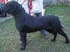 Wunderschöner Labradorrüde,  2 Jahre