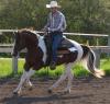 gekörter Painthengst - chestnut tobiano
