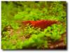 Red Cherry Garnelen -GÜNSTIG- zu verkaufen
