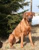 Suche nette,  hübsche,  reinrassige und gesunde Ridgeback-Hündin zum Decken!!!
