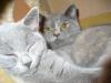 2 Britisch Kurzhaar Katzen