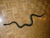 1.1 Morelia spilota cheynei von 2002 Teppichpython