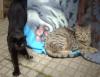 2 Katzen abzugeben/  kostenlos