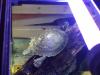 wer verschenkt wasserschildkröte