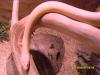hallo habe ein snow striped(bubblegum) abzugeben aus 06 oder tausch