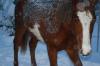 paint horse stute