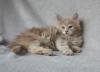 verschmuste,  typvolle Maine Coon Kitten