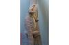 Bartagamen (Weibchen,  Pogona Vitticeps) 