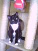 Suche Thai,  Siam oder Sibrische Katze Deckkater