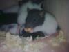 rattenbabys suchen neues zu hause
