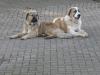 Barney,  wo bist Du 