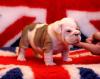 Englische Bulldogge,  Englishe Bulldogge Welpen.