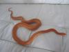 Kornnatter Creamsicle Striped /  Ultramel /  Butter Snow Striped