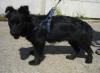 Katzenverträgliche Hundedame,  2 Jahre,  klein,  sucht Zuhause