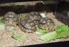 Paar-Schildkröten von Unserem Garten Zum Verkauf..