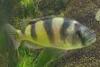 Verkaufe junge seltene Barsche (Haplochromis obliquidens)