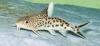 3 Synodontis multipunktatus zu verkaufen