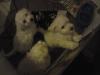 Malteser/ Bolonka Svetna Babys