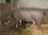 Schlachteschwein zuverkaufen